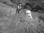 IMG0312A.jpg