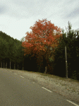 pedra1.gif