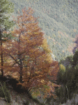 pedra5.gif