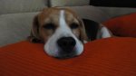 DSC00039.jpg