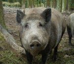 Sus_scrofa_ies.jpg