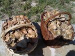 rovellones 038.jpg