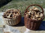 rovellones 037.jpg