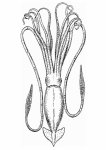 calamar-t13307.jpg