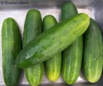 1270511060_85959655_2-Fotos-de--VENDO-SEMILLAS-DE-PEPINO-Cucumis-sativus-EL-MAS-DELICIOSO.jpg