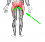 250px-Gluteus_maximus[1].png