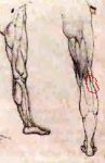 leo3.jpg