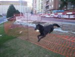 blaki fotos i videos cesped 012.jpg