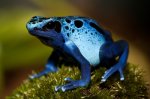 blue_frog_1.jpg