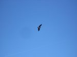 DSCN1356.jpg