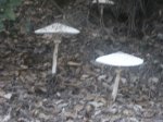 DSCF1834.jpg