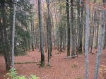 PICT2141.jpg