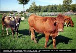 worlds10menrr-cows.jpg