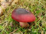 09_Macro-Q85.jpg