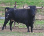 bou-nadal09-saboya-30.jpg