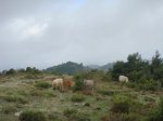 DSC03528 - Copy.JPG