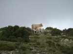 DSC03531 - Copy.JPG