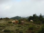 DSC03527 - Copy.JPG