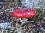 IMG00005-20101012-1303.jpg