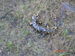 DSC00214.jpg