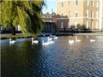 cisnes en Dublin.jpg