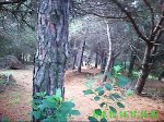 PICT0005 001_0004.jpg