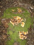 Fontmartina 16102010 076.jpg