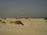 PB100007.JPG
