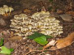 Fontmartina 16102010 075.jpg