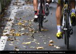 lom10-leaves.jpg
