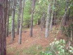 SDC10042.jpg