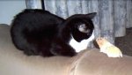 Benny Y Humphrey.JPG