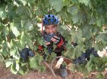 camino 012.jpg