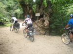 camino 610.jpg