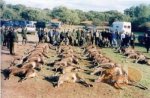MONTERIA 2.jpg