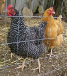 gallinas.jpg