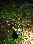 DSC00264.JPG