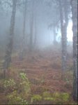 Bosque_de_pinos_1.jpg