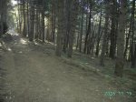 Bosque de pinos.JPG