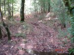 DSC00342.jpg