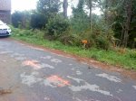 DSC09593.jpg