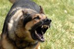 Perro en Aulencia.jpg