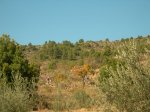 Pe&#241;aCortada (89).JPG