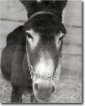 burro.jpg