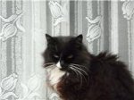 Gato Irlanda.jpg