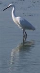 250px-Egretta_garzetta_1.jpg