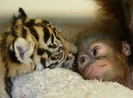 tigreorangutannu6.jpg