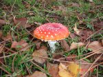 DSC00381.jpg