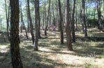 CIMG0986.jpg