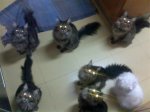 Gatos1 (Medium).jpg
